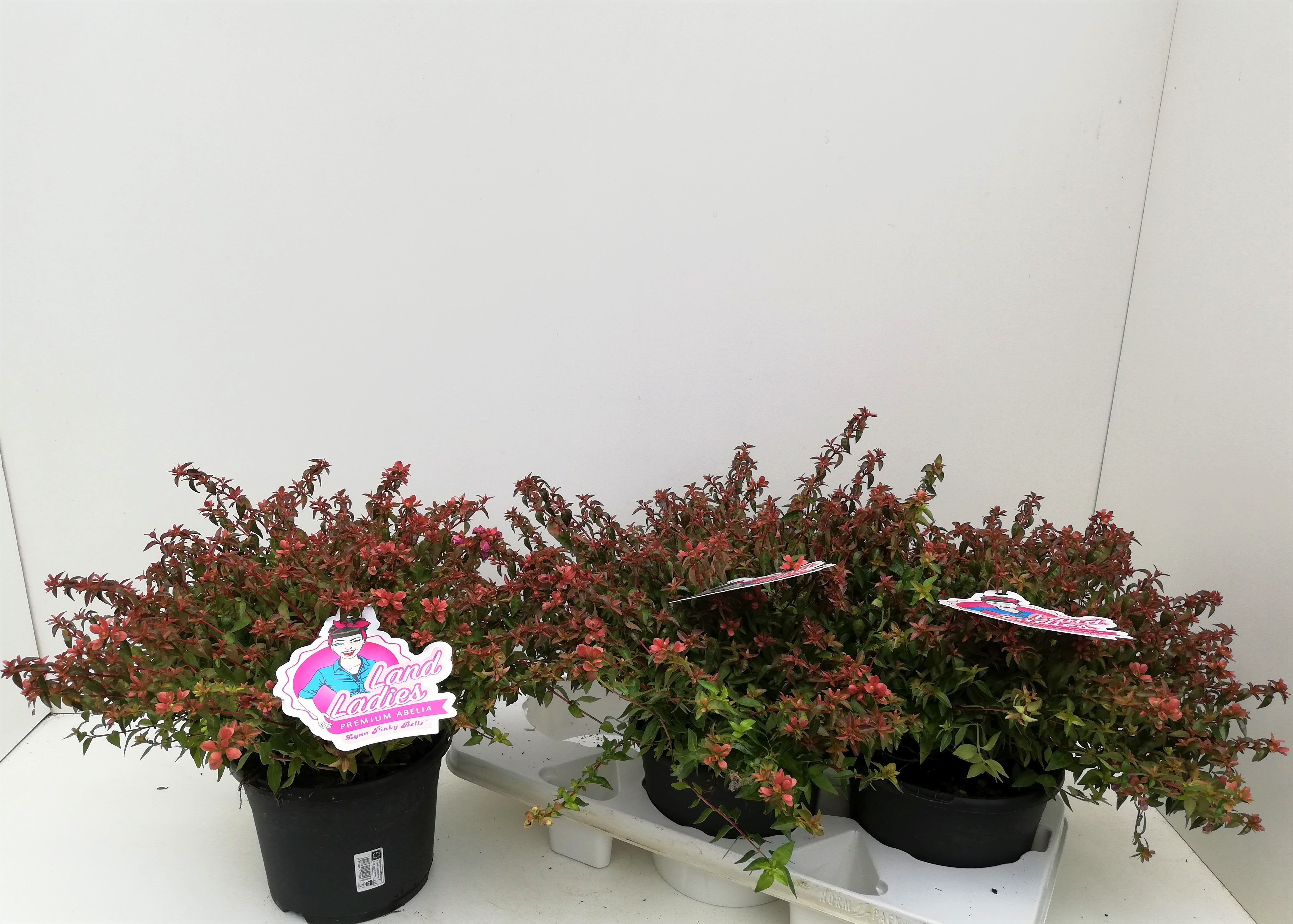 Abelia X Grandiflora Pinky Bells Abelia Abelia Deciduous Shrubs Outdoor Plants All Products Plantanoa
