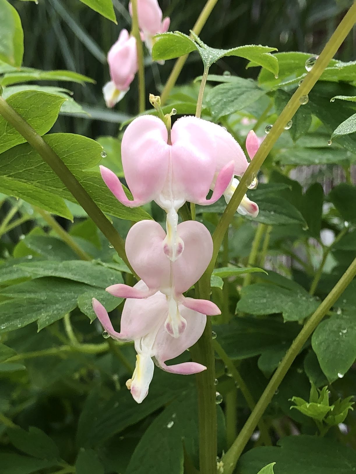 Lamprocapnos (Dicentra) spectabilis 'Cupid'®